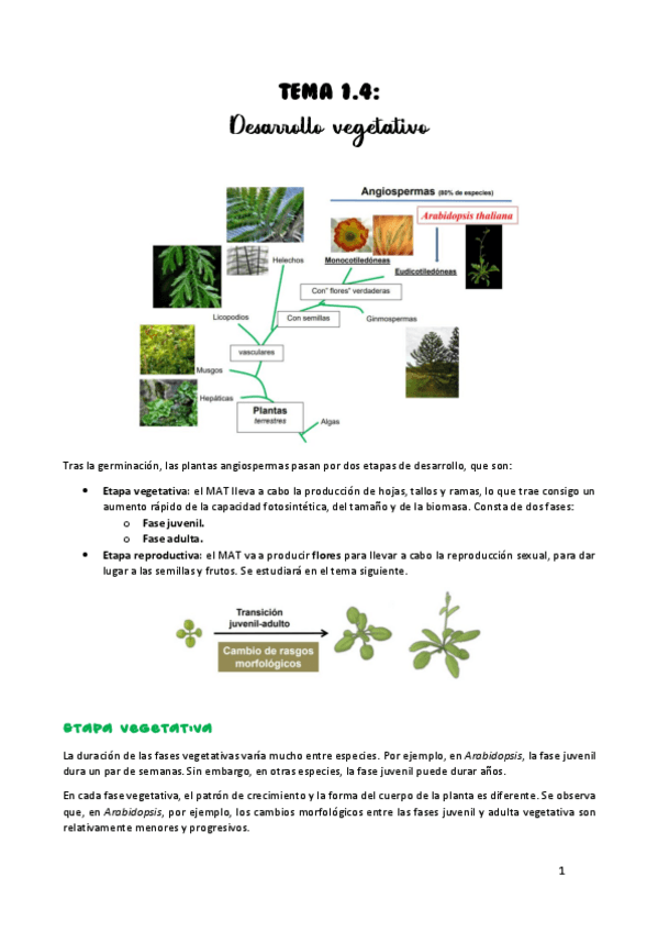 Miniatura del documento TEMA-1.pdf