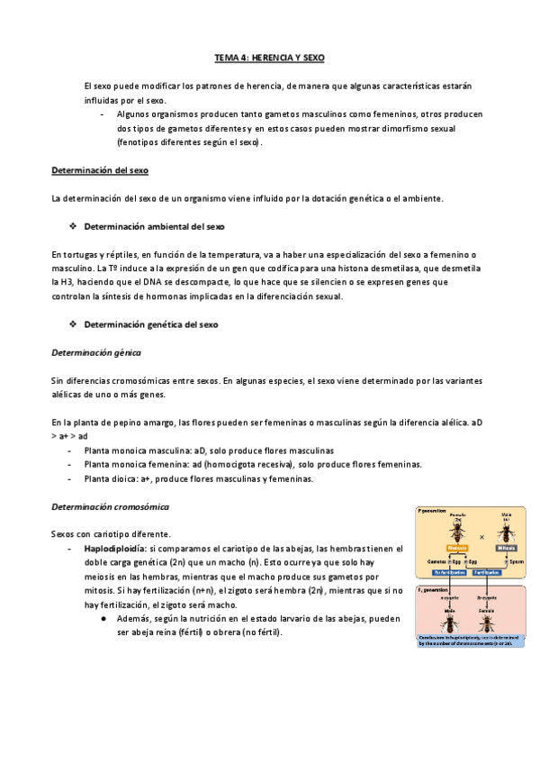Miniatura del documento TEMA-4-HERENCIA-Y-SEXO.pdf