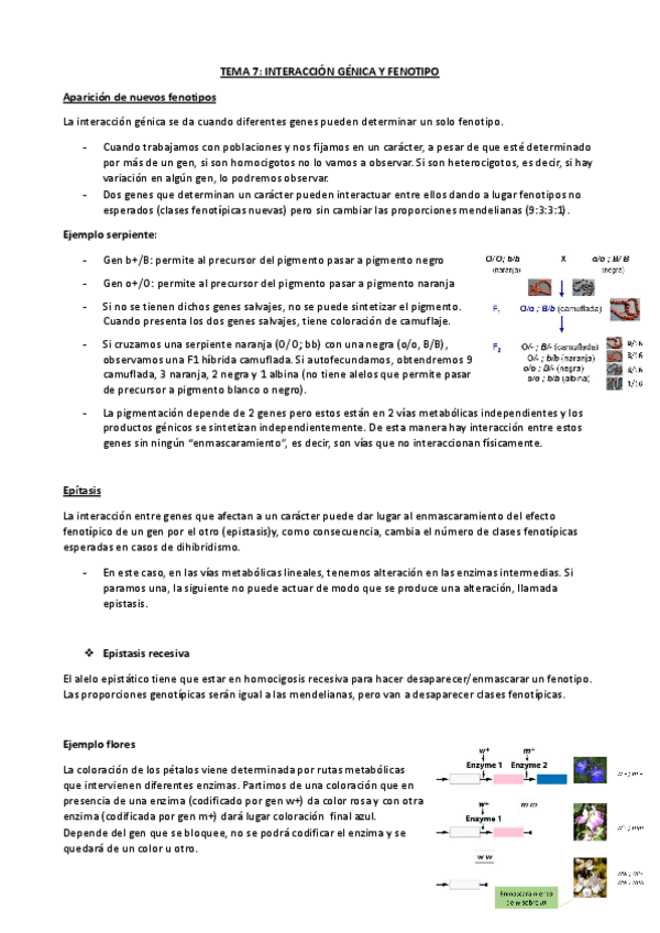 Miniatura del documento TEMA-7-INTERACCION-GENICA-Y-FENOTIPO.pdf