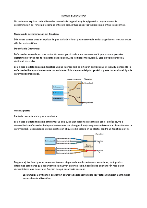 Miniatura del documento TEMA-8-EL-FENOTIPO.pdf