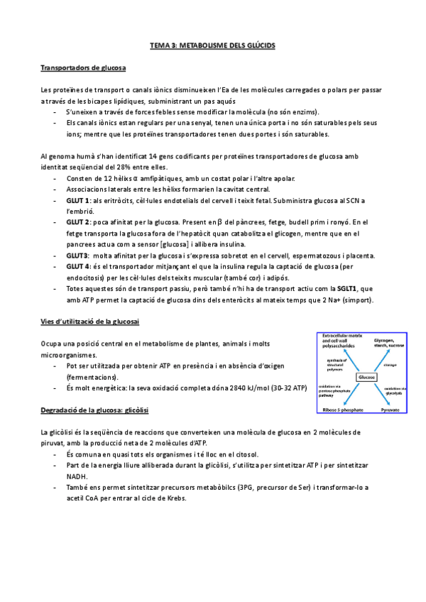 Miniatura del documento TEMA-3-METABOLISME-DELS-GLUCIDS.pdf