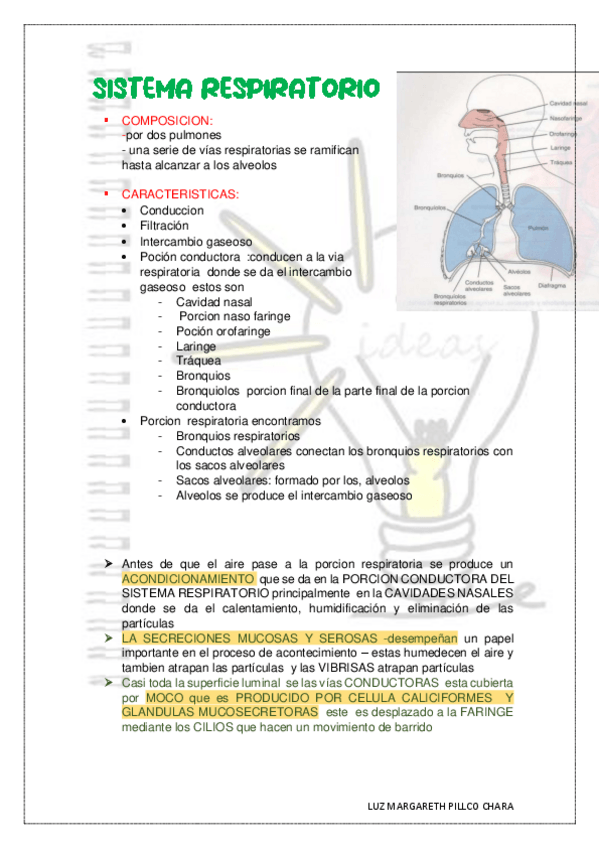 Miniatura del documento respiratorio-histologia.pdf