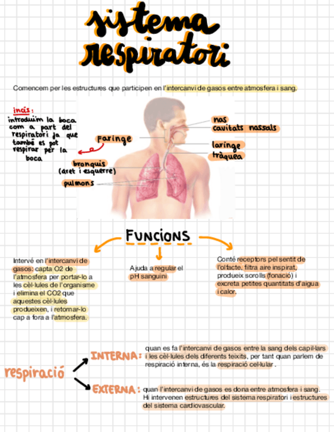 Miniatura del documento T-5-Sistema-Respiratori.pdf