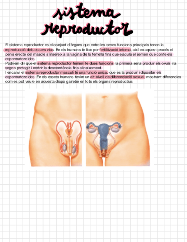 Miniatura del documento T-7-Sistema-Reproductor.pdf