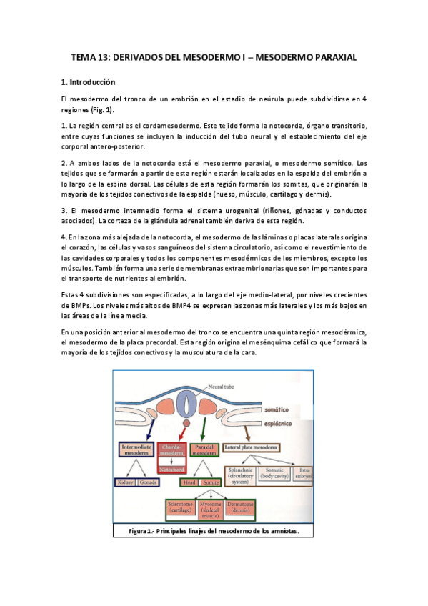 Miniatura del documento TEMA-13.pdf