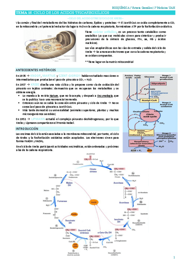Miniatura del documento TEMA-15CICLO-DE-LOS-ACIDOS-TRICARBOXILICOS-.pdf