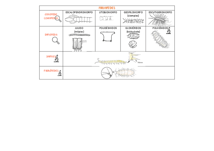 Miniatura del documento TABLA-BICHOS.pdf