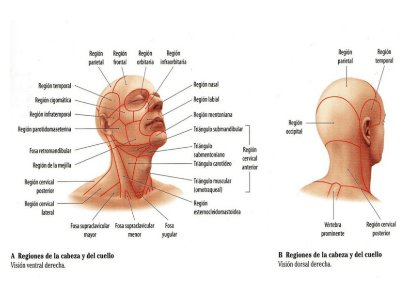 Miniatura del documento TEMA-3-ANATO-FOTOS-copia.pdf