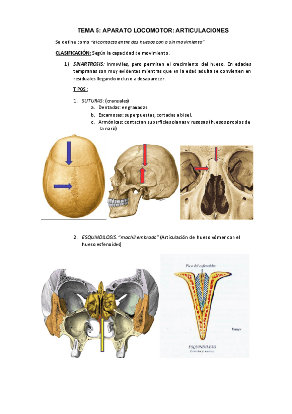 Miniatura del documento TEMA-5-anato-X.pdf