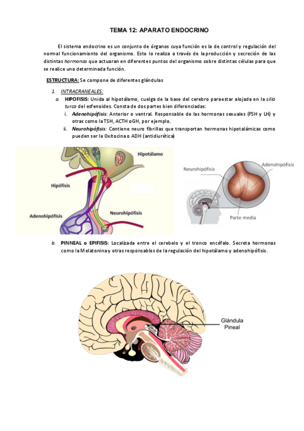 Miniatura del documento TEMA-12.pdf