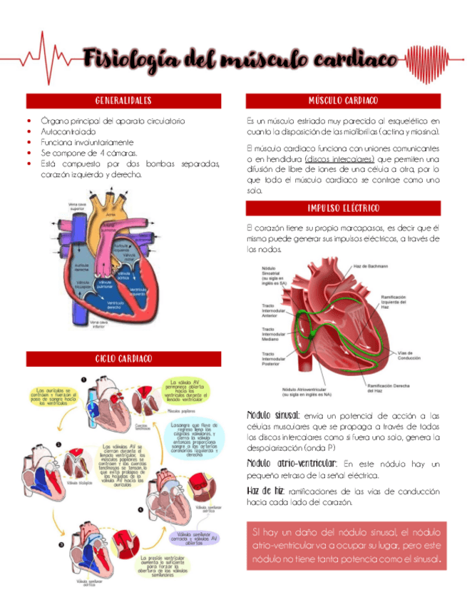 Miniatura del documento FISIOLOGIA-DEL-MUSCULO-CARDIACO.pdf