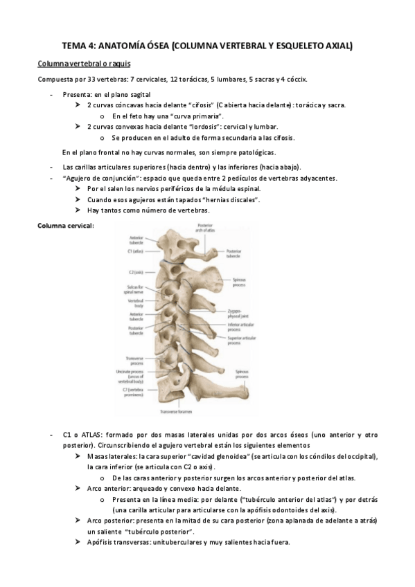 Miniatura del documento TEMA-4-Columna-vertebral-y-esqueleto-axial-Anatomia-osea.pdf