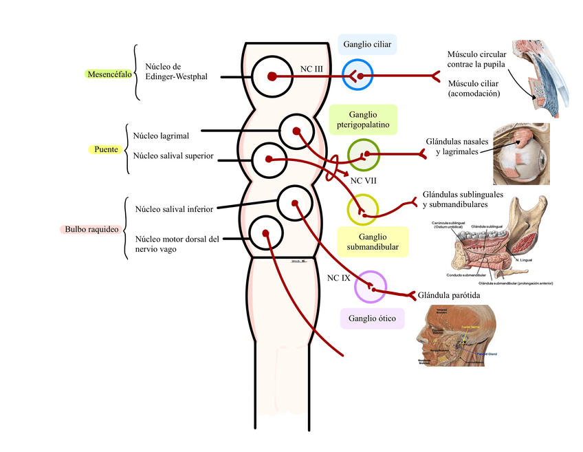 Miniatura del documento SNP-1.jpg