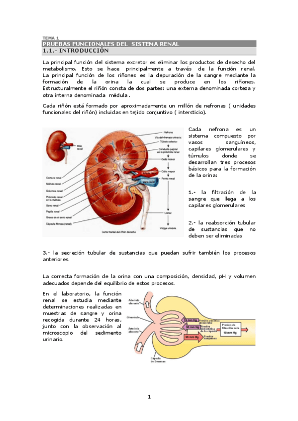 Miniatura del documento 5 - Excretor.pdf