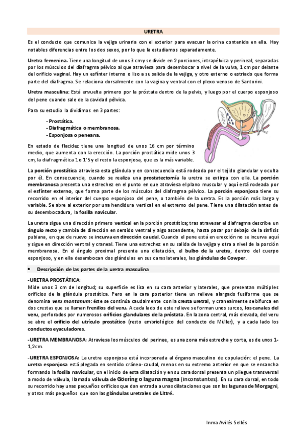 Miniatura del documento Uretra-y-aparato-masculino.pdf