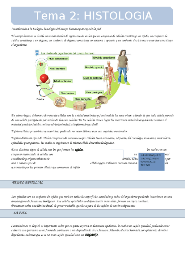 Miniatura del documento apuntes.docx