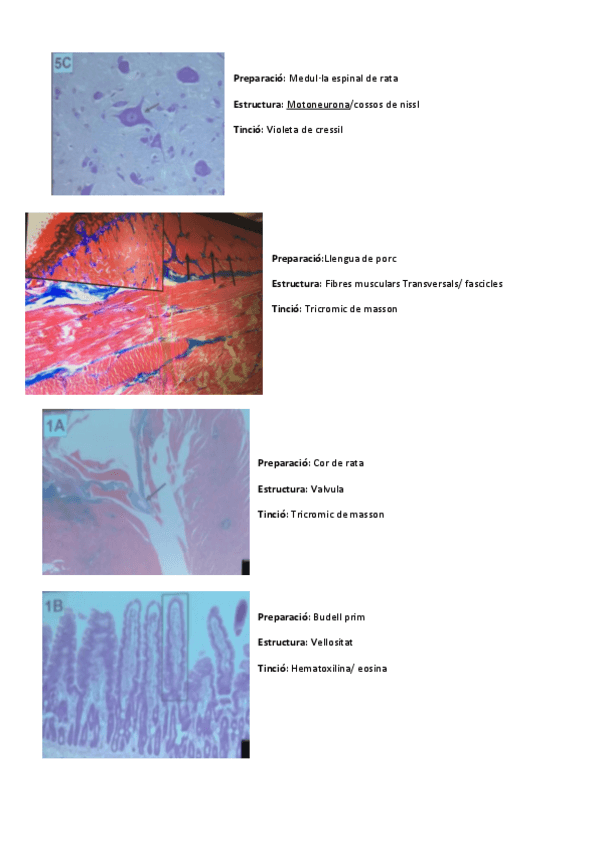 Miniatura del documento practica-imatges-1.pdf