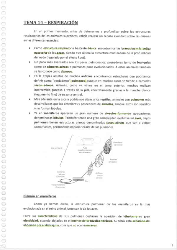 Miniatura del documento Apuntes-Fisiologia-AnimalSegundaParteA.pdf
