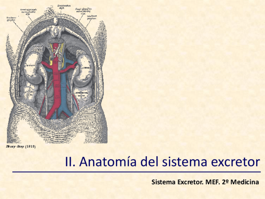 Miniatura del documento T02-anatomia-sistema-urinario-CSC-recortado.pdf