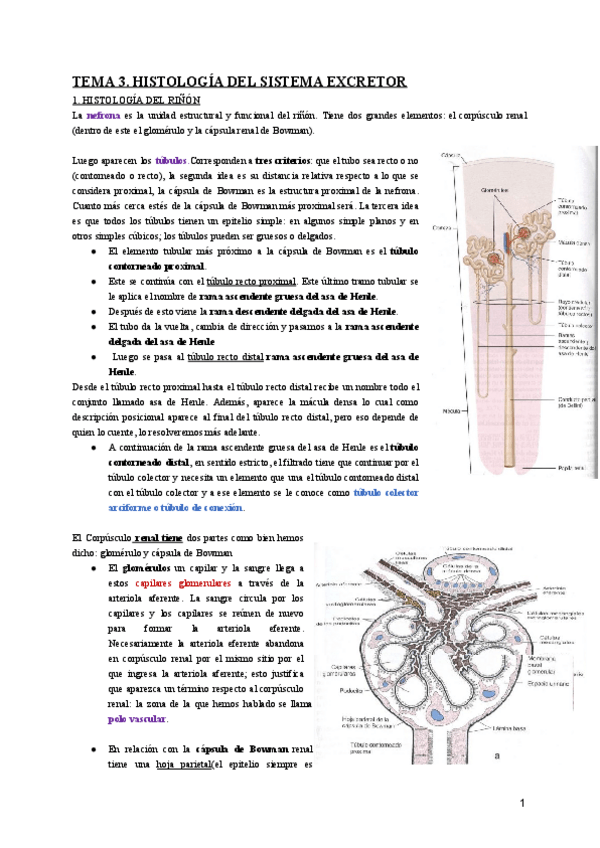 Miniatura del documento Histologia-del-sistema-excretor.pdf