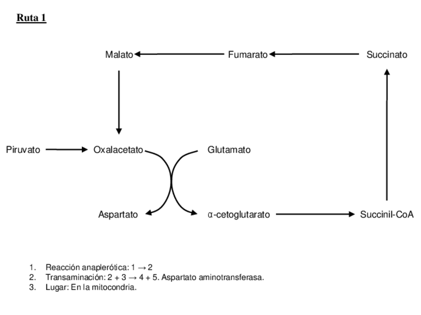 Miniatura del documento Rutas-Corregidas.pdf