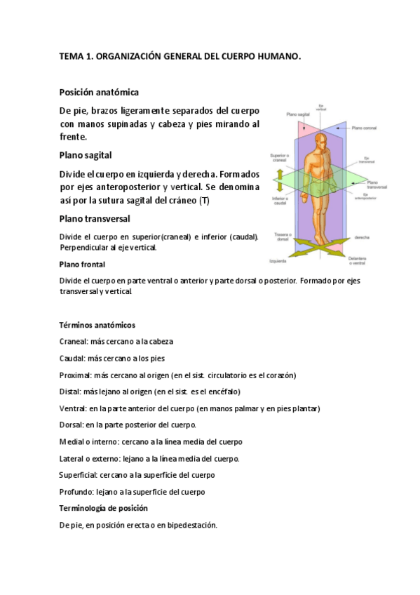 Miniatura del documento TEMA-1-anatomia.pdf