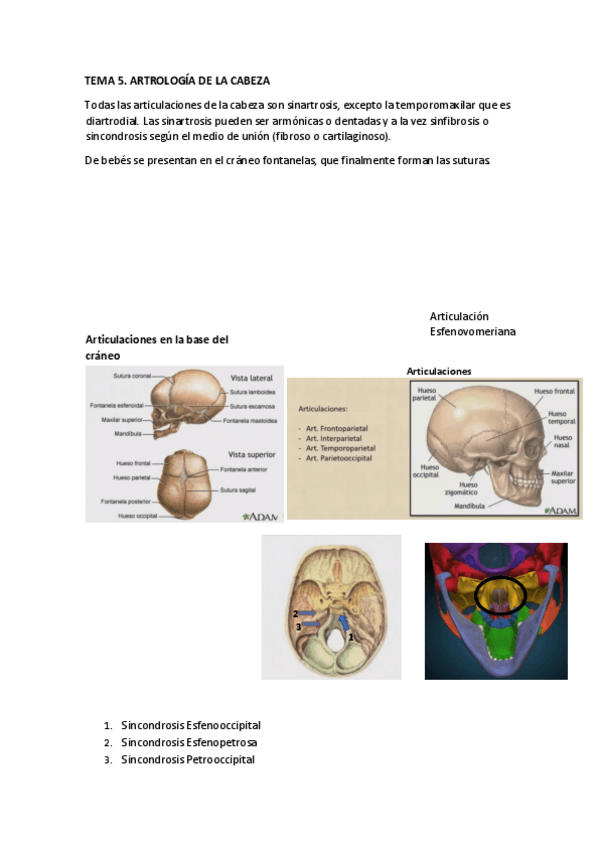 Miniatura del documento TEMA-5-ANATOMIA.pdf