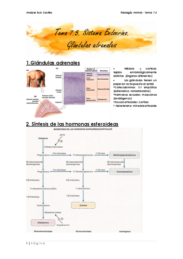 Miniatura del documento Apuntes-T75-Glandulas-adrenales.pdf