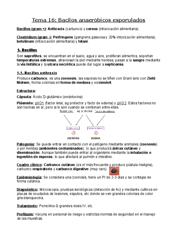 Miniatura del documento Bases-celulares.pdf