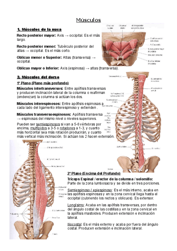 Miniatura del documento Musculos.pdf