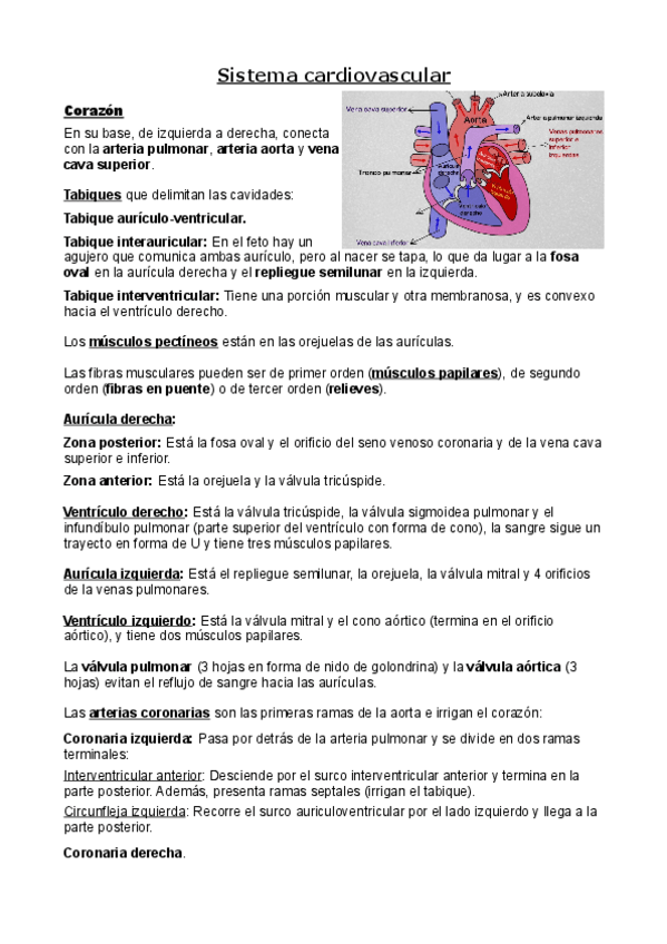 Miniatura del documento Anatomia-2o-Parcial-teoria.pdf
