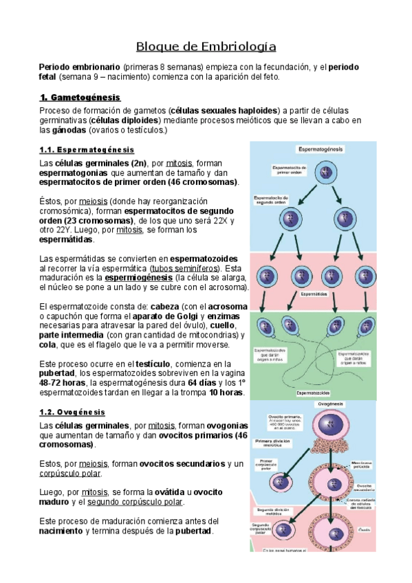 Miniatura del documento Embriologia.pdf