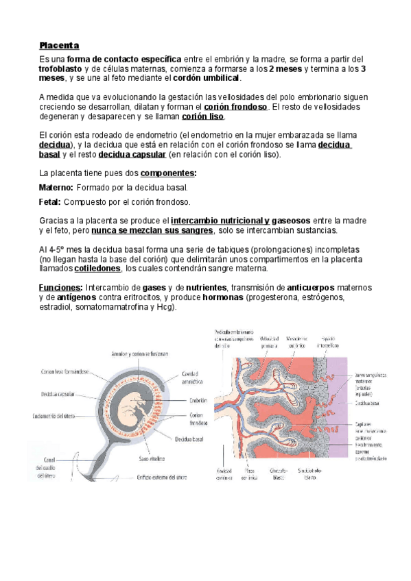 Miniatura del documento Embriologia.pdf