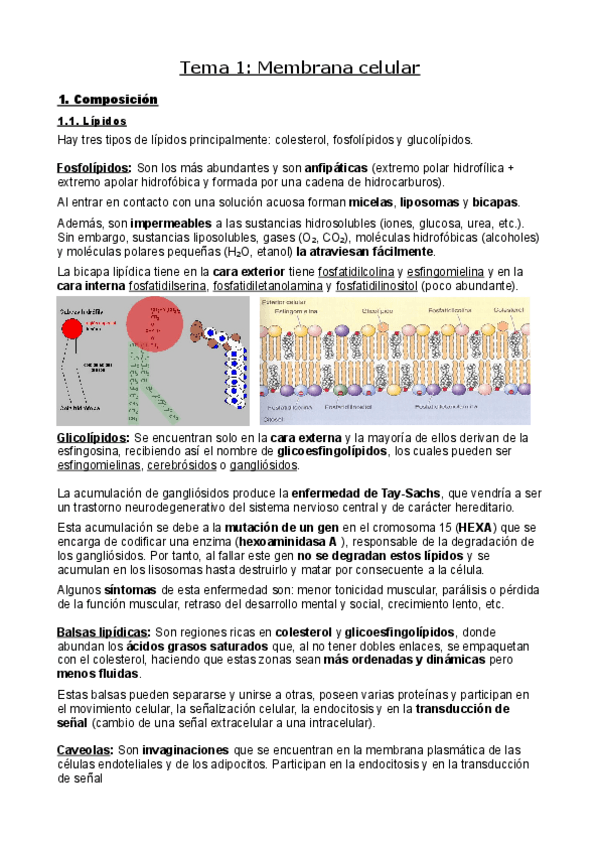 Miniatura del documento Bases-celulares.pdf