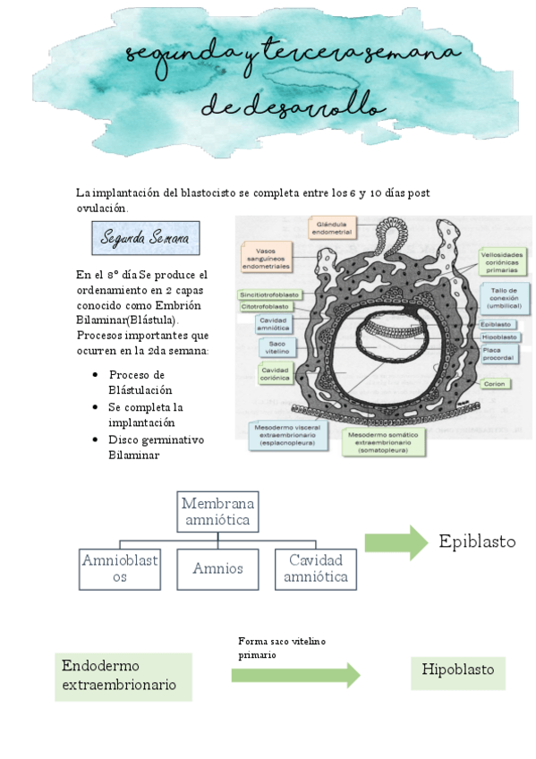 Miniatura del documento Segunda-y-tercera-semana-del-desarrollo-embrionario.pdf