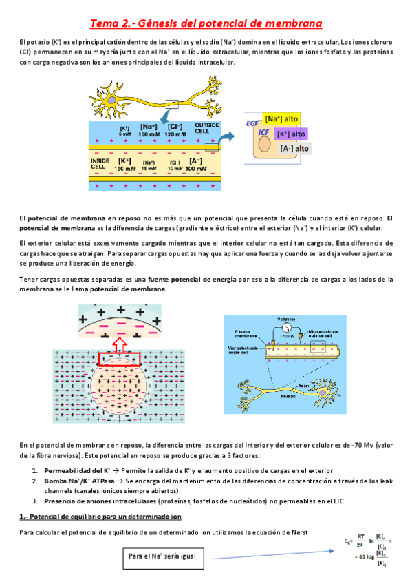 Miniatura del documento Tema 2.- Génesis del potencial de membrana.pdf
