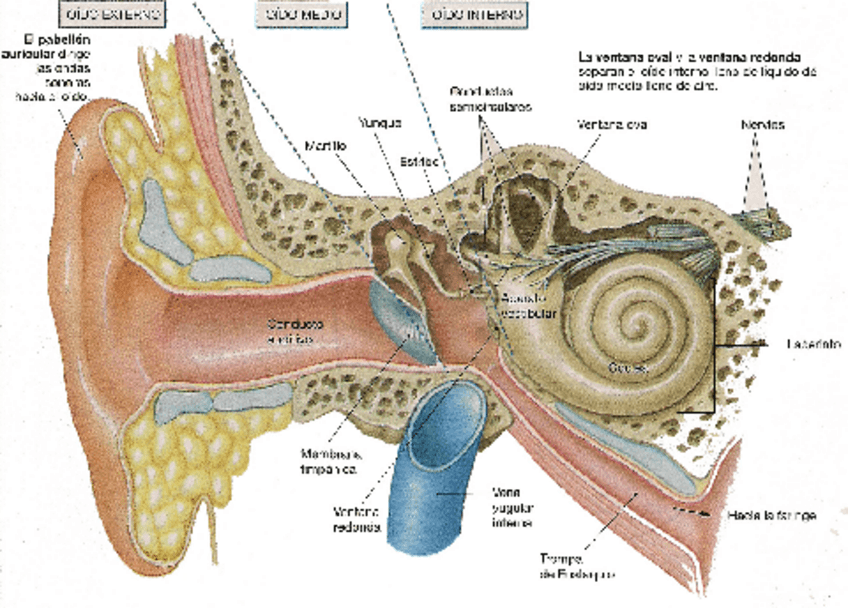Miniatura del documento oido-Moodle-10-17.pdf