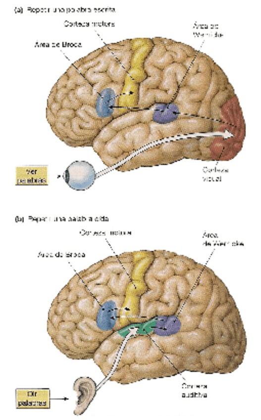 Miniatura del documento corteza-cerebral-lectura-Moodle-9-23.pdf