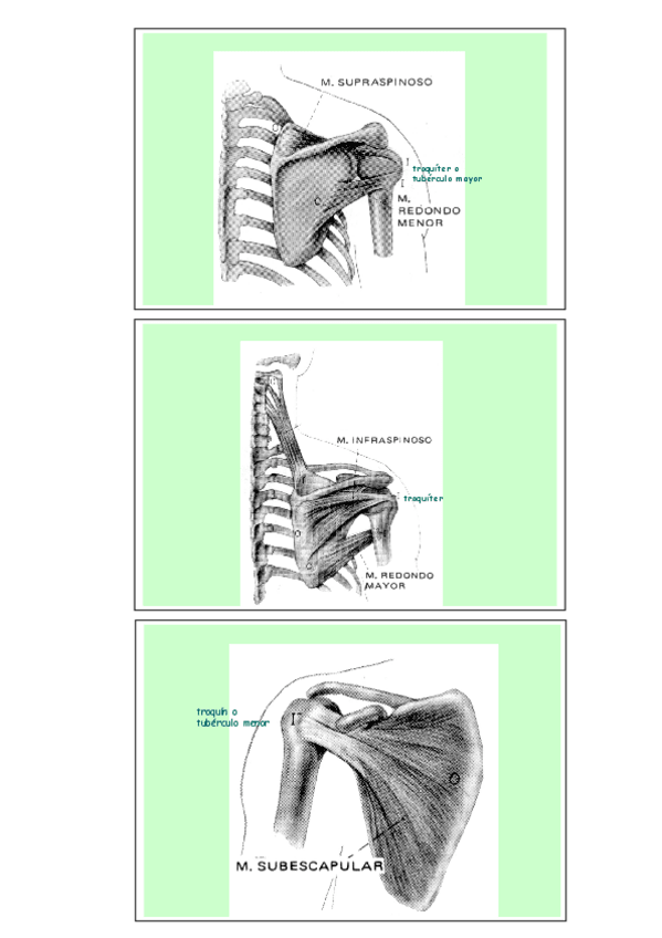 Miniatura del documento FIGURASmusculosextremidades.pdf