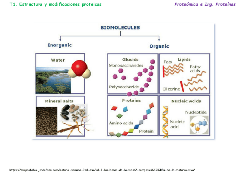 Miniatura del documento T01aEstructura-y-modificaciones-proteicas.pdf