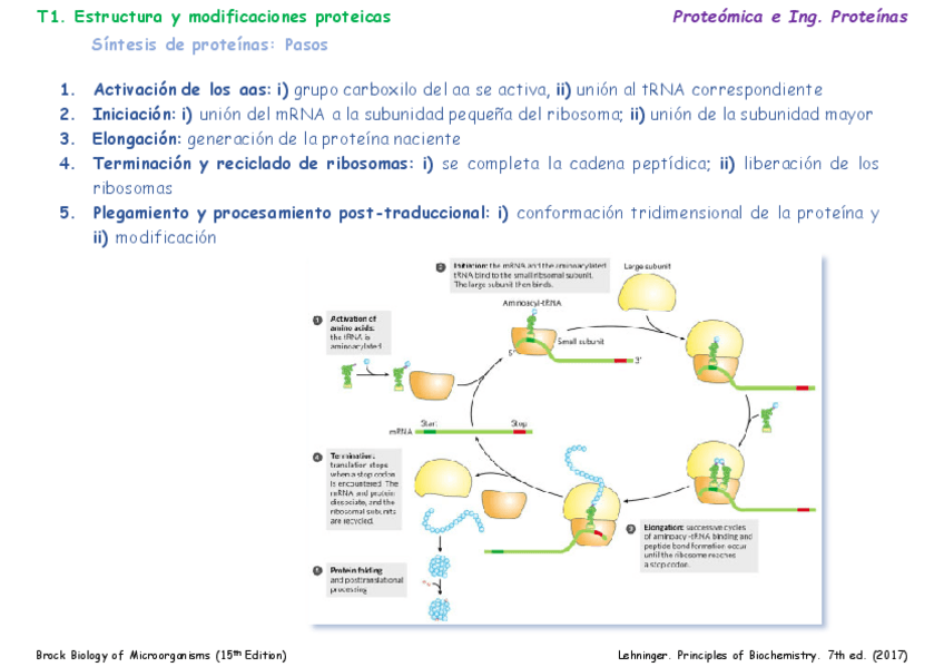 Miniatura del documento T01bEstructura-y-modificaciones-proteicas.pdf
