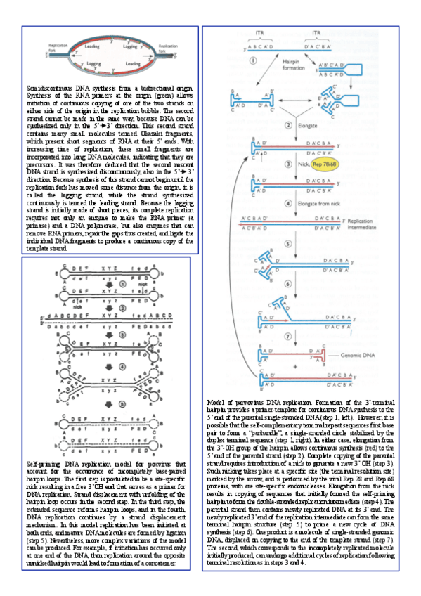Miniatura del documento Replicacion-virus-DNA.pdf
