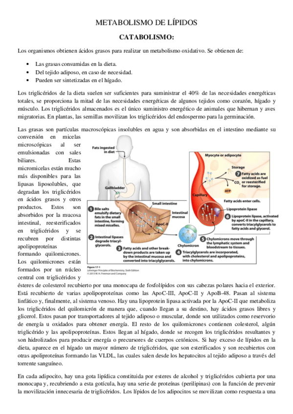 Miniatura del documento Metabolismo-de-lipidos.pdf
