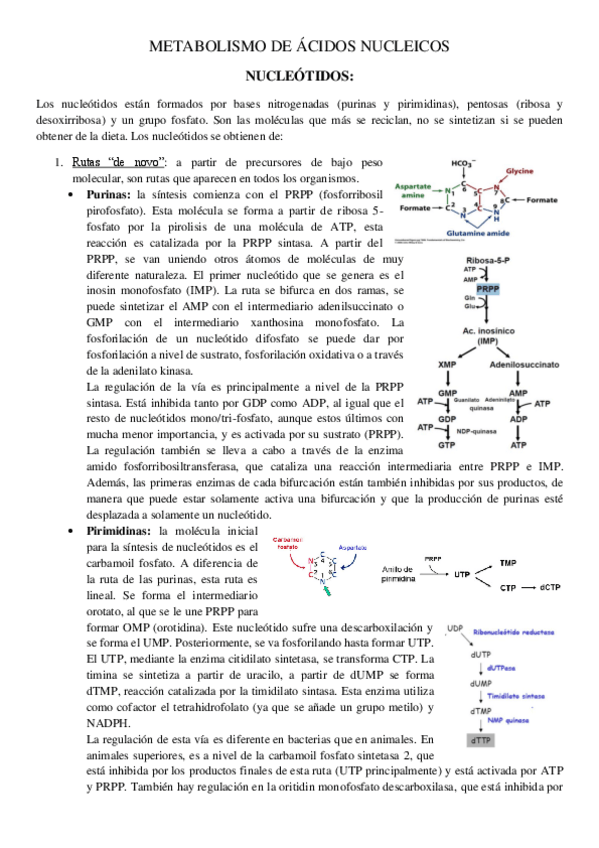 Miniatura del documento Metabolismo-de-acidos-nucleicos.pdf