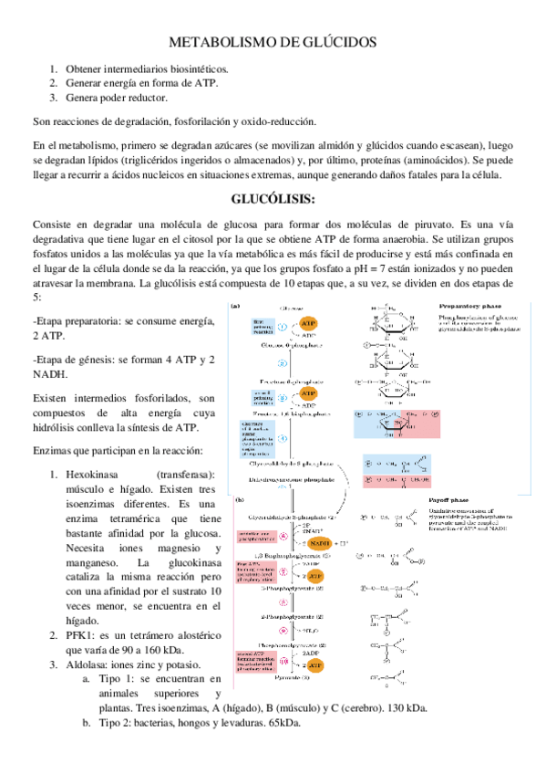 Miniatura del documento Metabolismo-de-glucidos.pdf