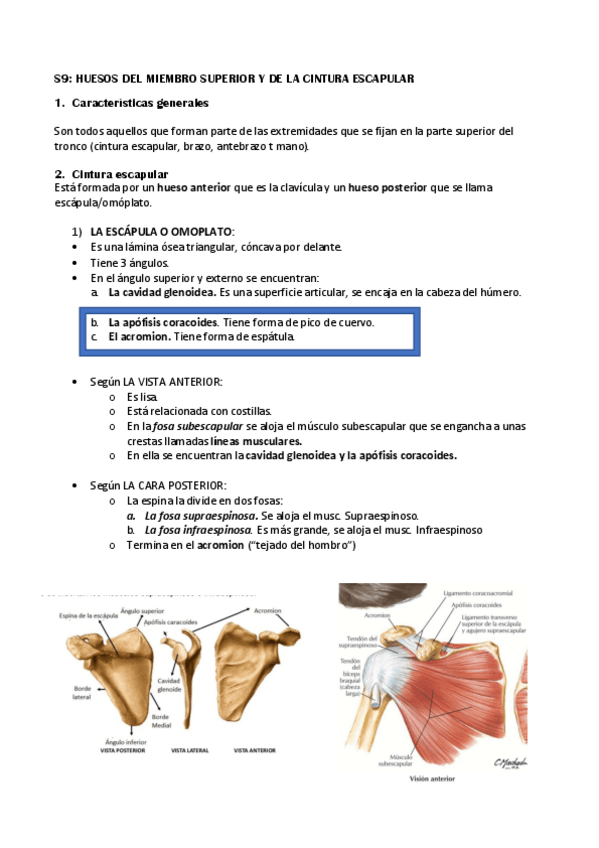 Miniatura del documento S9-HUESOS-DEL-M.pdf
