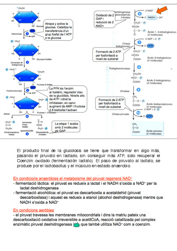 Miniatura del documento metabolismo-7-9.pdf