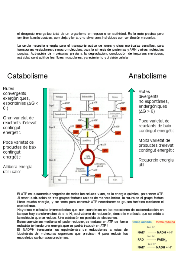 Miniatura del documento metabolismo-3-4.pdf