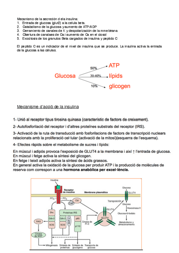Miniatura del documento metabolismo-5-6.pdf