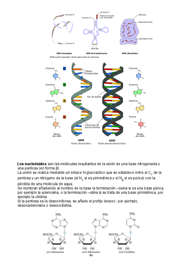 Miniatura del documento apuntes-de-bioquimica-22-24.pdf